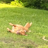 Pet care in Mercier - Alexandra D.