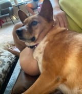 Pet care in Maple Ridge - Roselyn G.