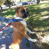 Pet care in Vaughan - Katie G.