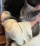 Pet care in Hamilton - Falisha A.