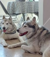 Pet care in Vancouver - Nicole W.