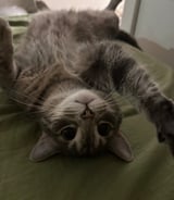 Pet care in Toronto - Lake W.