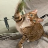 Pet care in Toronto - Chloe H.