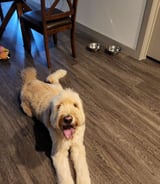 Pet care in Vancouver - Josselyn A.