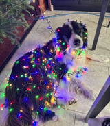 Pet care in Orangeville - Pet and house sitting for 2 dogs from Jan 1 to 10