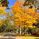 Housekeeper in Toronto - Raquel P.