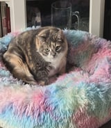 Pet care in Burlington - Babysitting 3 cats