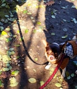 Pet care in Gatineau - Wafa B.