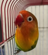 Pet care in Montreal - Yassmine H.