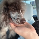 Pet care in Hamilton - Zeynep D.