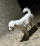 Pet care in Gatineau - David D.