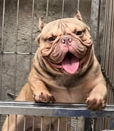 Pet care in Edmonton - Mark Patrick P.