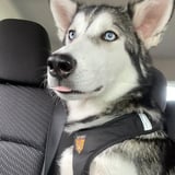 Pet care in North Vancouver - Sara P.