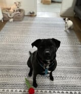 Pet care in Toronto - Vanessa M.