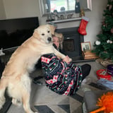 Pet care in Vancouver - Aoife K.
