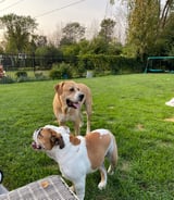 Pet care in Cote-Saint-Luc - Live-in dog sitter for Christmas holidays - dec 22-jan 5