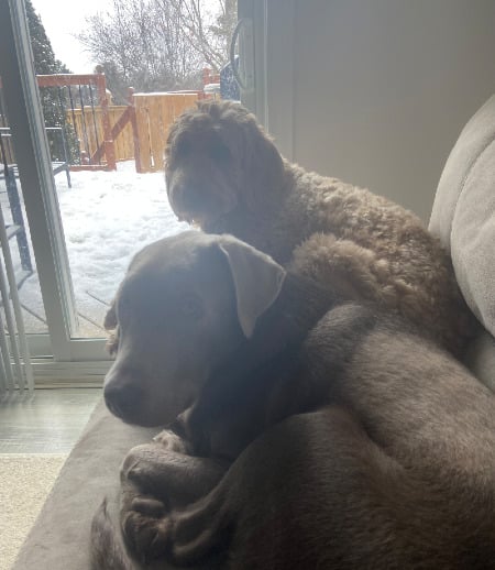 Pet care in Richmond Hill - Dog walking and sitting