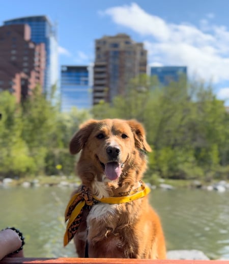 Pet care in Winnipeg - Asaka M.