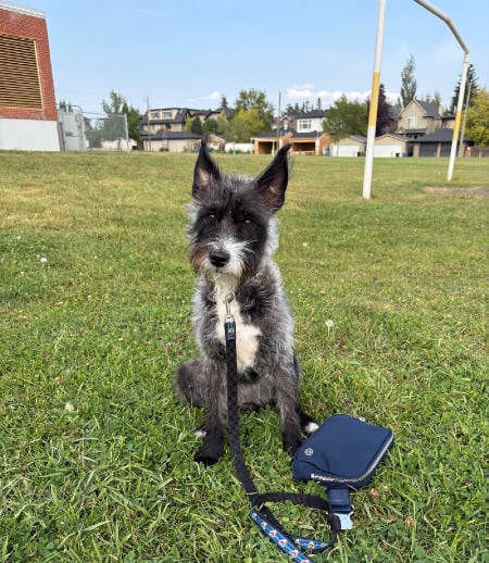 Driver in Calgary - Nanny-Driver for kind, sweet, and quiet 12 year old child.