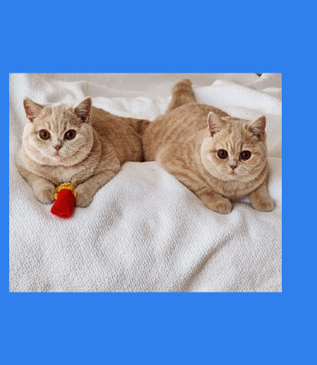 job-live-in-pet-sitter-and-house-sitter-king-city-on-at-nannyservices-ca