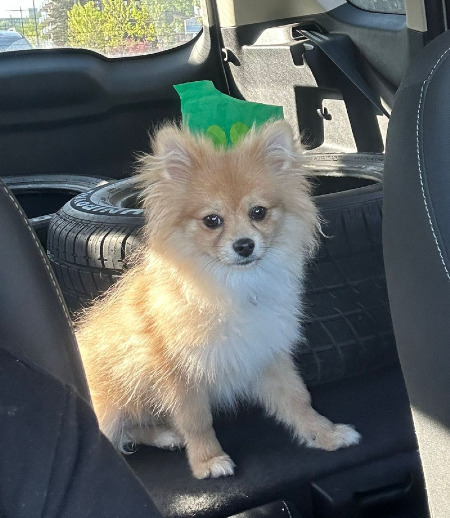 Pet care in Quebec - Jedi 5 Juin