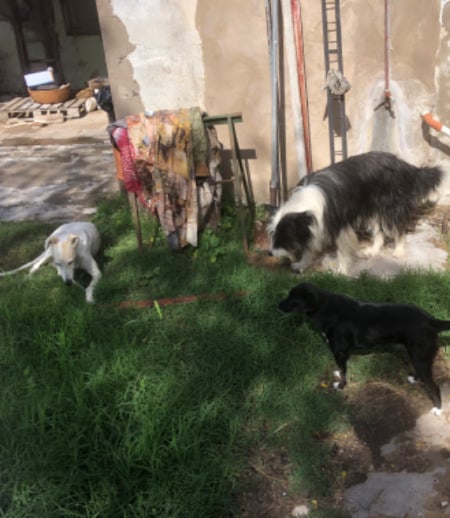 Pet care in Mont-Royal - Rachel D.