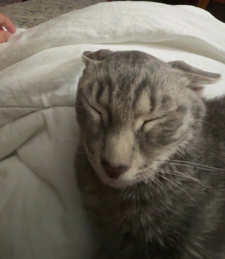 Nanny/Babysitter in Calgary - Alina C.