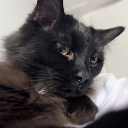 Pet care in Calgary - Genna H.