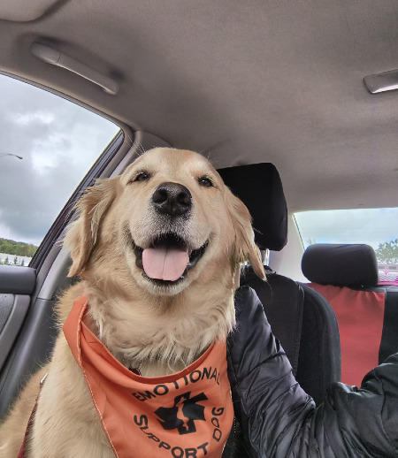 Pet care in Levis - Noopy