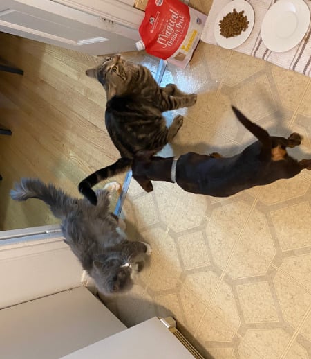 Pet care in Montreal - Carl Lyn A.