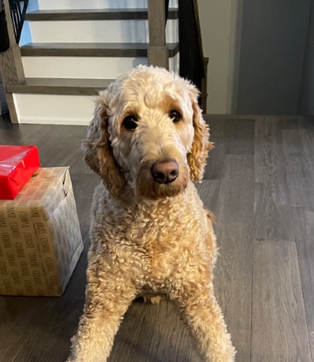 Nanny/Babysitter in Mississauga - Full time Live in nanny