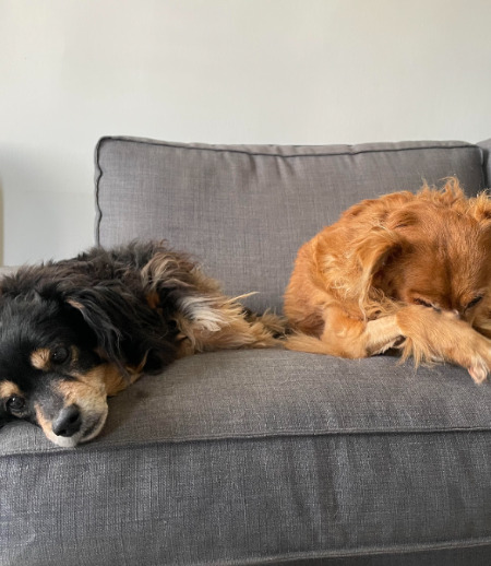 Pet care in Montreal - Anna G.