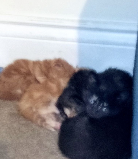 Pet care in Surrey - Sarah-Lynn M.