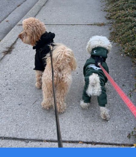 Pet care in Hamilton - Elizabeth B.