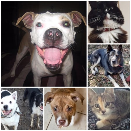 Pet care in Edmonton - Candice B.