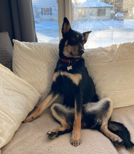 Pet care in Winnipeg - Samantha D.