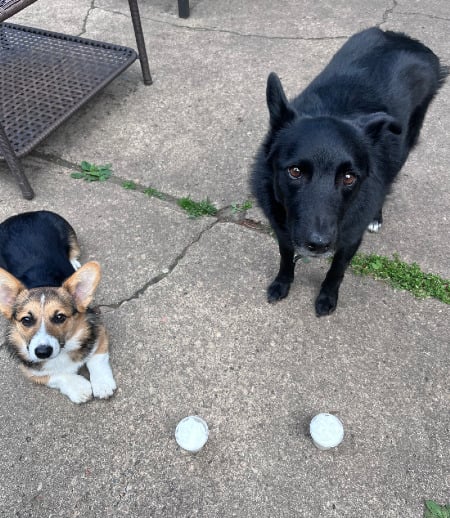 Housekeeper in Edmonton - Looking for an experienced house cleaner with an eye for detail