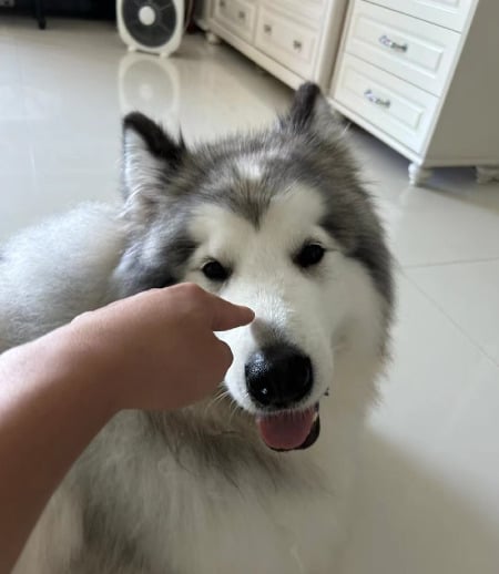 Pet care in Toronto - Andrew L.