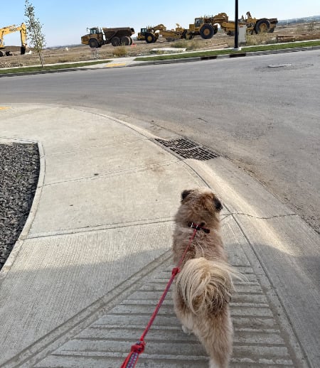 Pet care in Calgary - Almira Q.