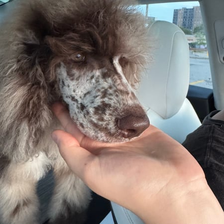 Pet care in Hamilton - Zeynep D.